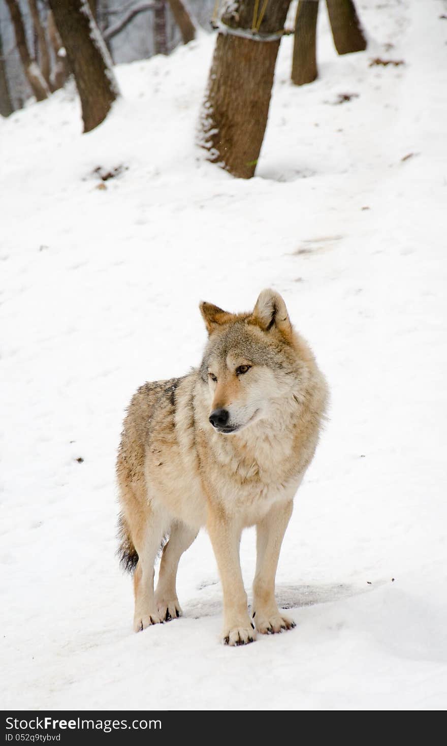 A wolf standing in the forest. A wolf standing in the forest.