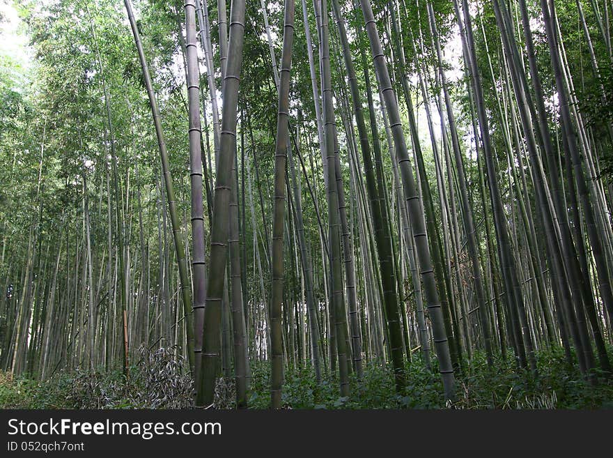 Bamboo forest texture in Asia