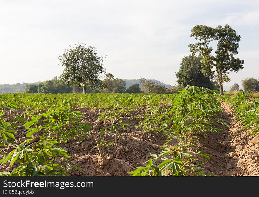 Green of cassava or manioc field in Thailand.