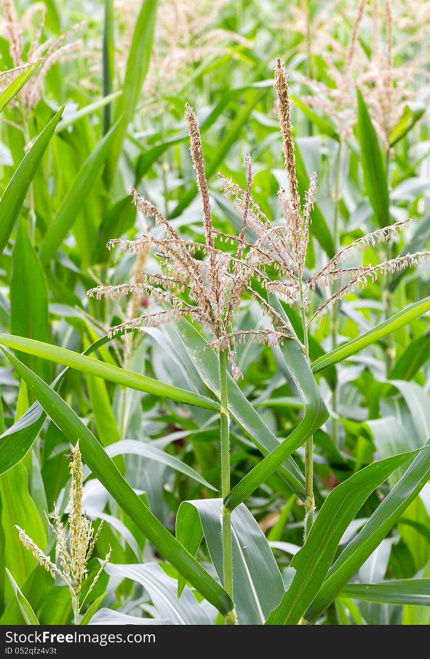 Corn Stalk Blossom