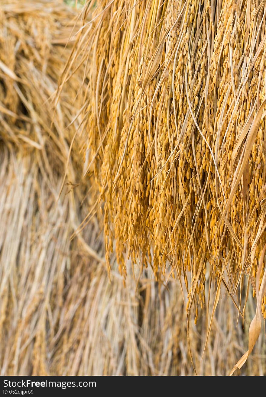 Dry paddy rice