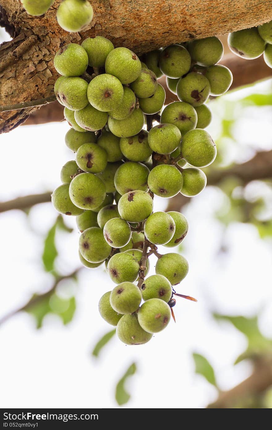 Green Fig fruit on  tree  in Thailand