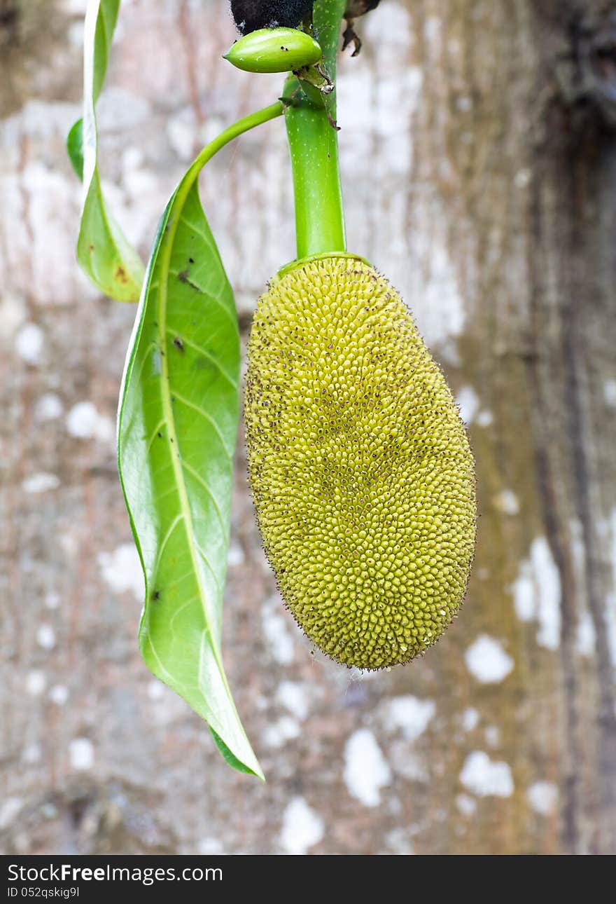 Jackfruit hanging on the tree in Thailand