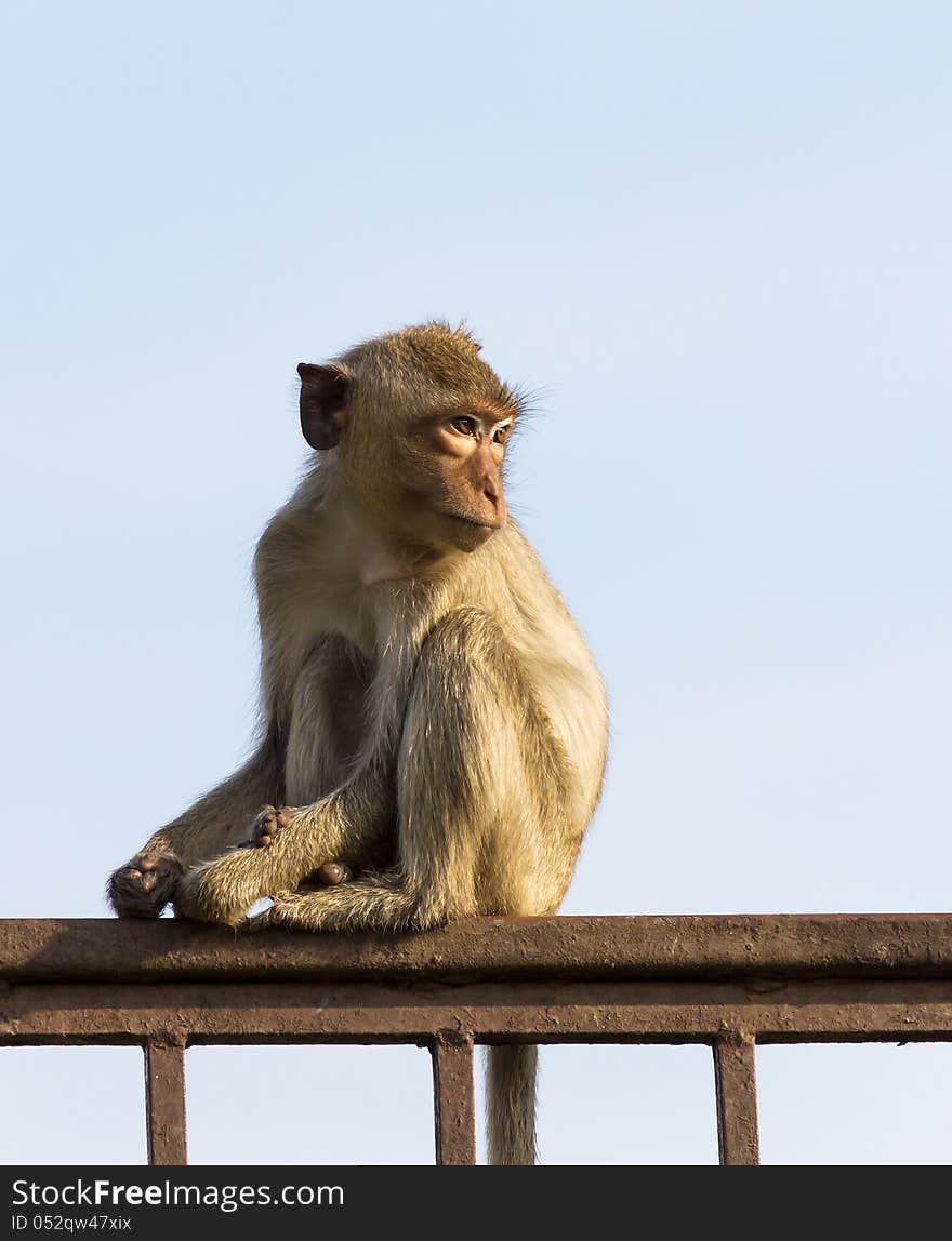 Monkey  in the cage of zoo ,Thailand