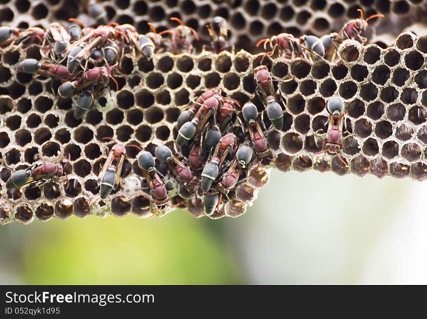 Nest of Hornet. Larvae and adults in the nest axis on tree.