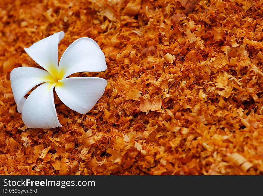 White flower on the sawdust