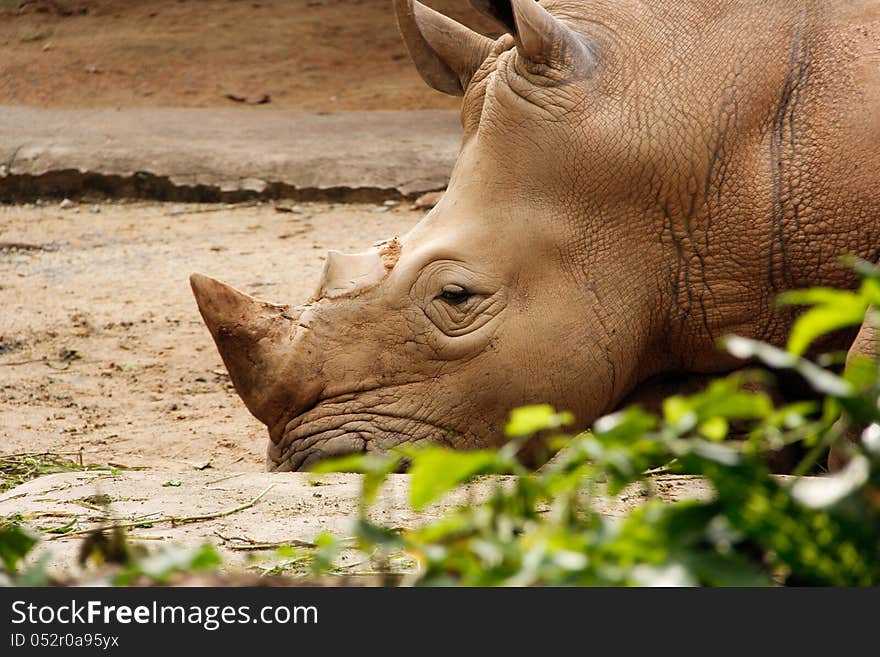 White Rhinoceros resting on the ground.