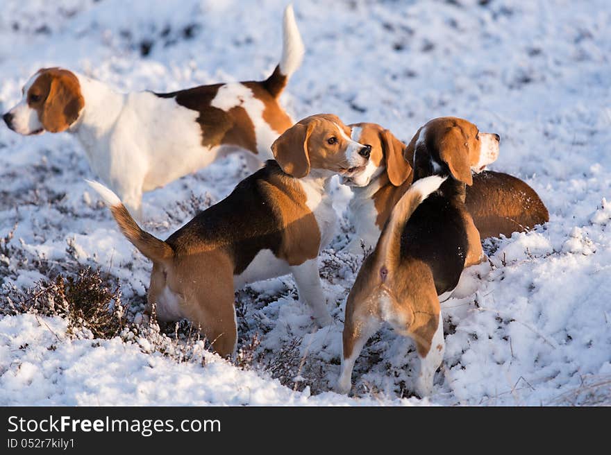 A group of Beagles