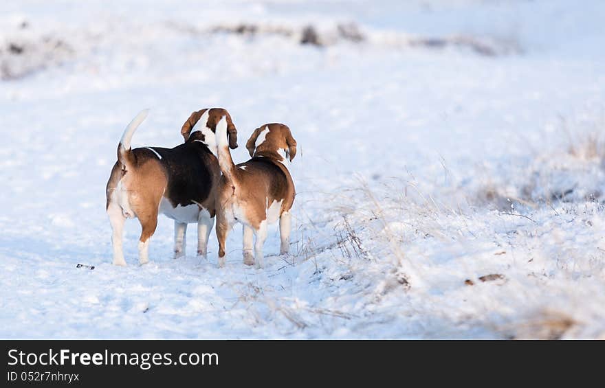 Two Beagles