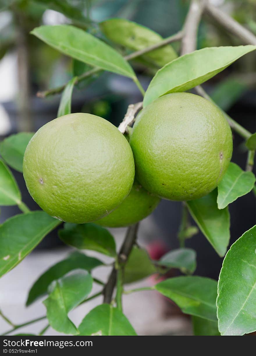 Pomelo fruit on the tree