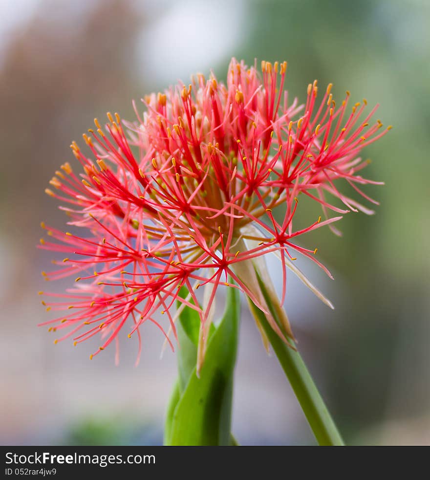 Powder puff lily or Haemanthus multiflorus (Tratt.) Martyn or blood lily bulb