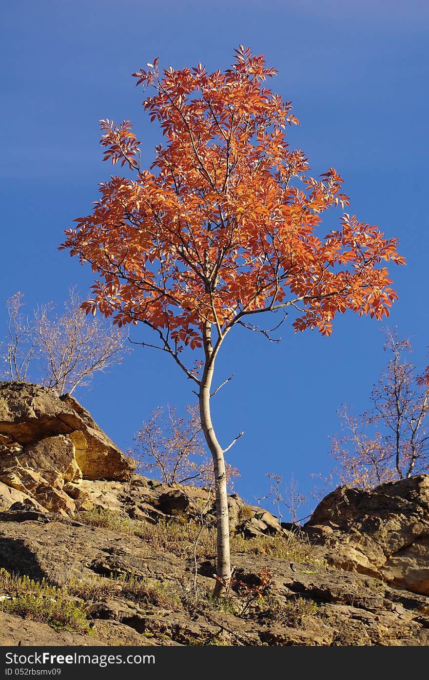 Young tree in autumn on rocky downhill, Bulgaria