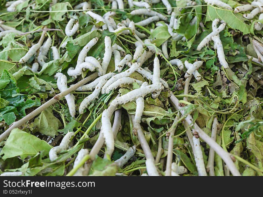 Close up Silkworm eating mulberry green leaf