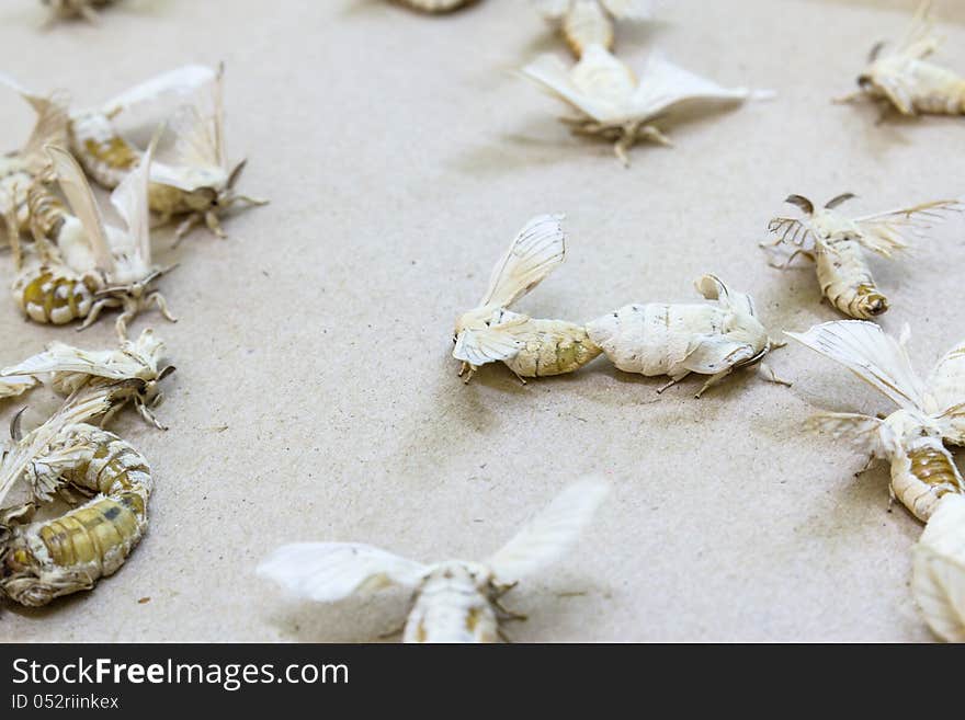 Silkworm butterflies