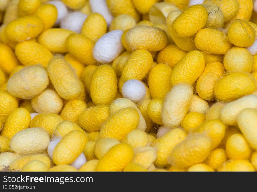 Group of silkworm cocoons nests.Bombycidae is a family of moths