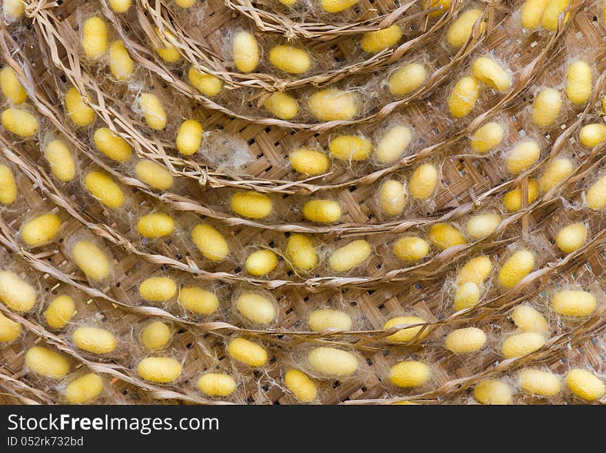 Group of silkworm cocoons nests.Bombycidae is a family of moths