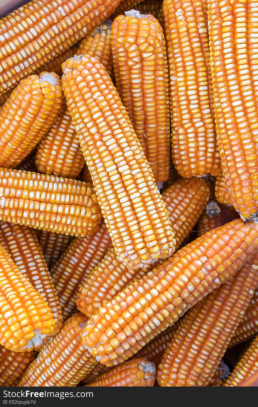 Pile of yellow dried corns  for animal feeding