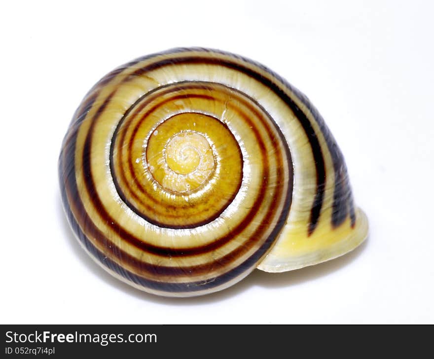 The house of the garden snail, Cepaea hortensis, on white background. The house of the garden snail, Cepaea hortensis, on white background