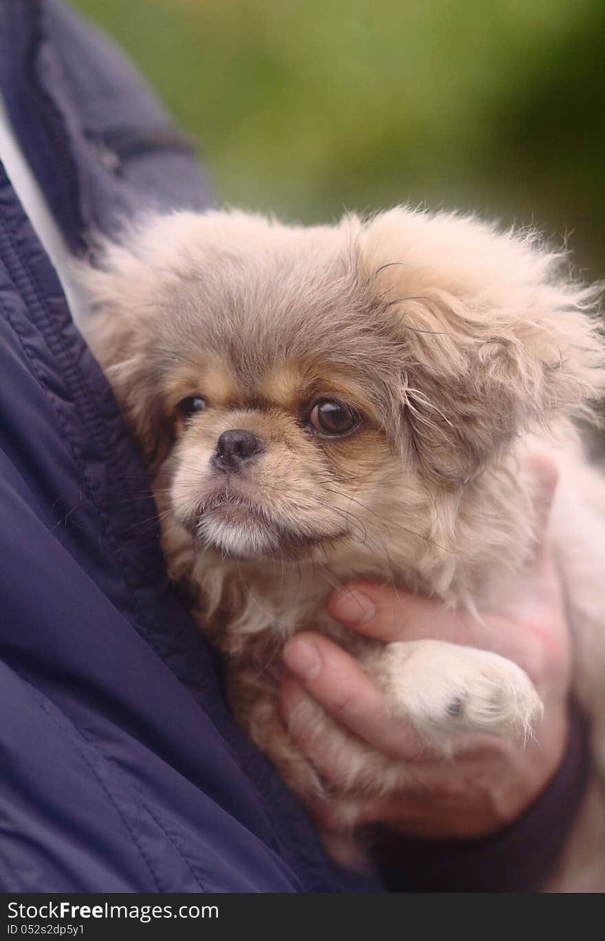 Man hands holding pretty puppy