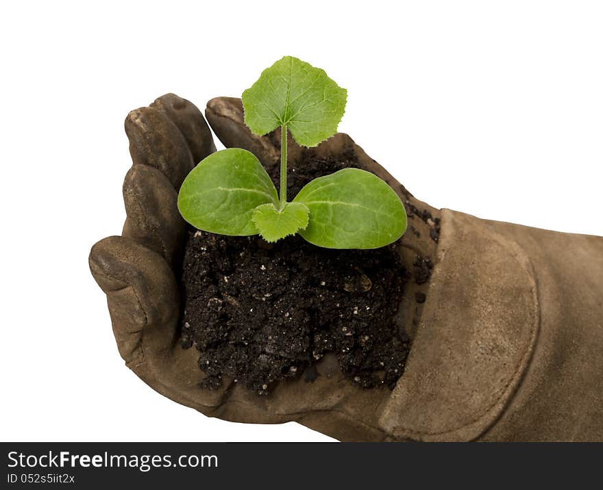 Small Young Plant Cupped In Gloved Hand XXXL Isolated on white.