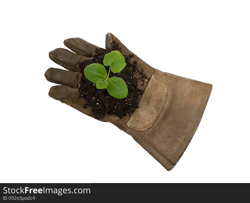 Young Plant On Work Glove XXXL Isolated On White