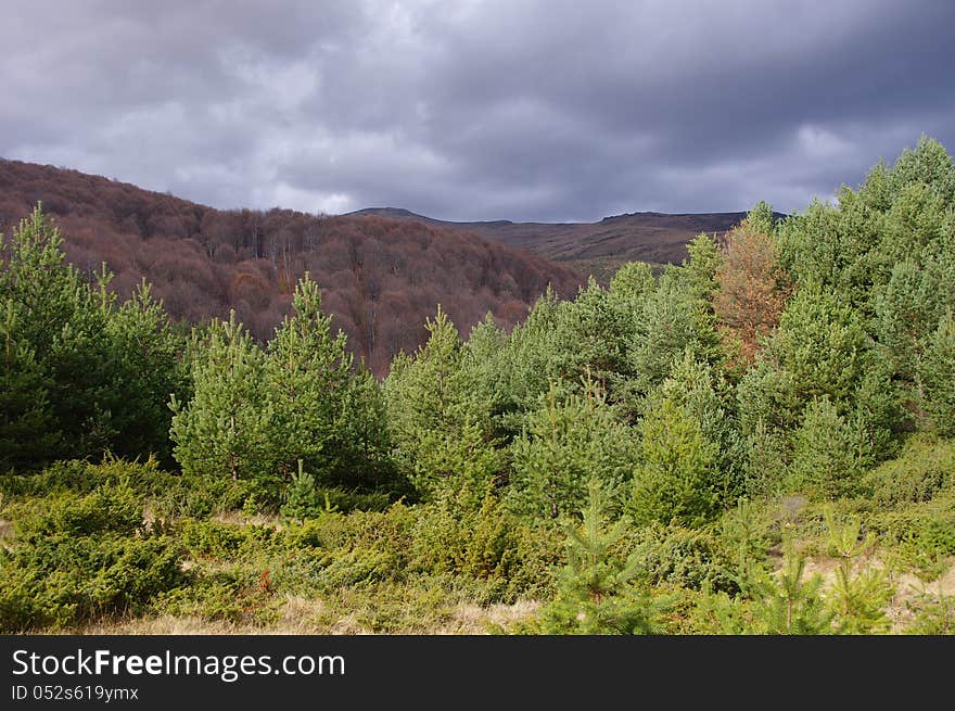 Autumn forest before the storm