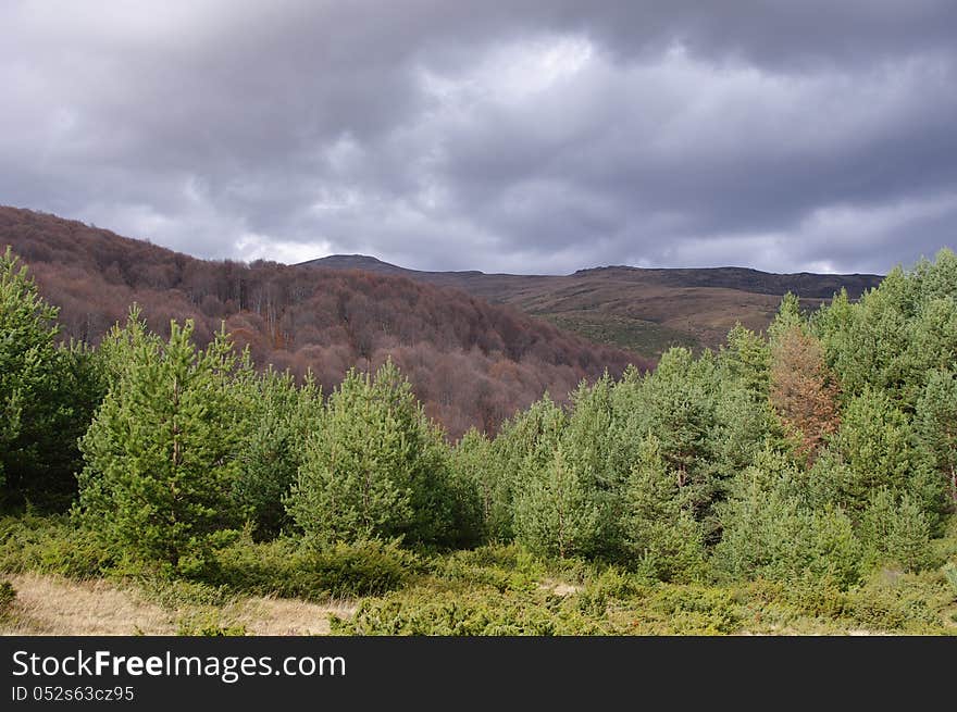 Autumn forest before the storm