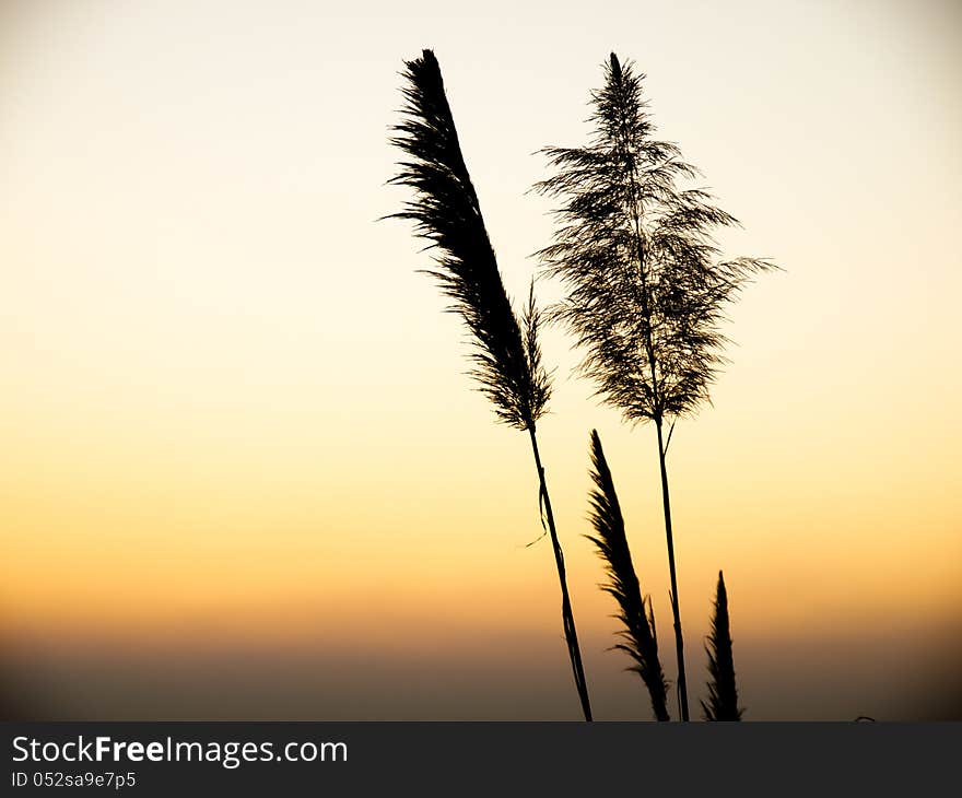 Grass silhouette vintage nature background