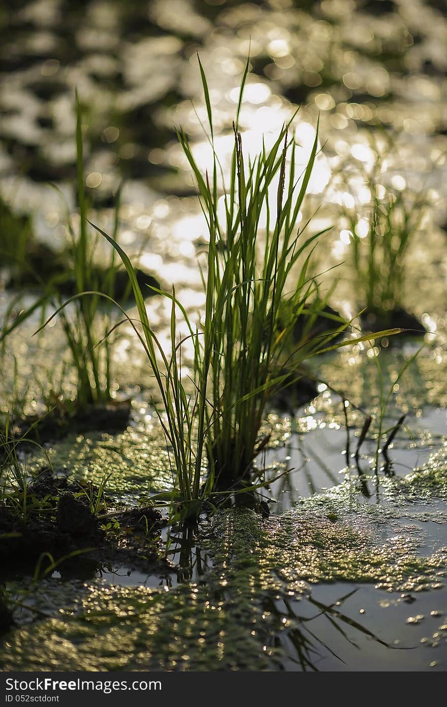 In the rice field