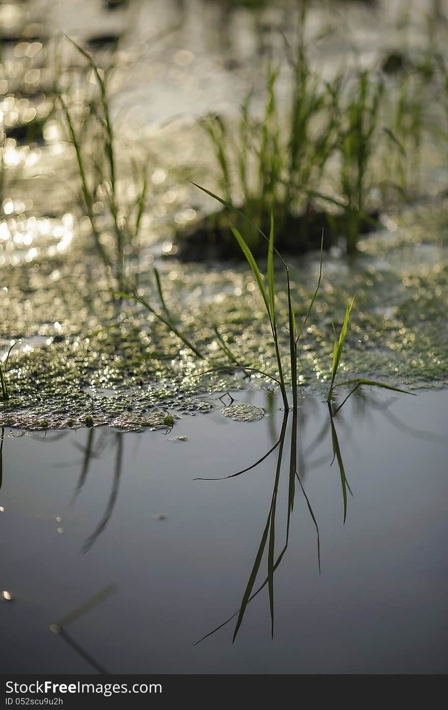 Nature in the evening at rice field. Nature in the evening at rice field.