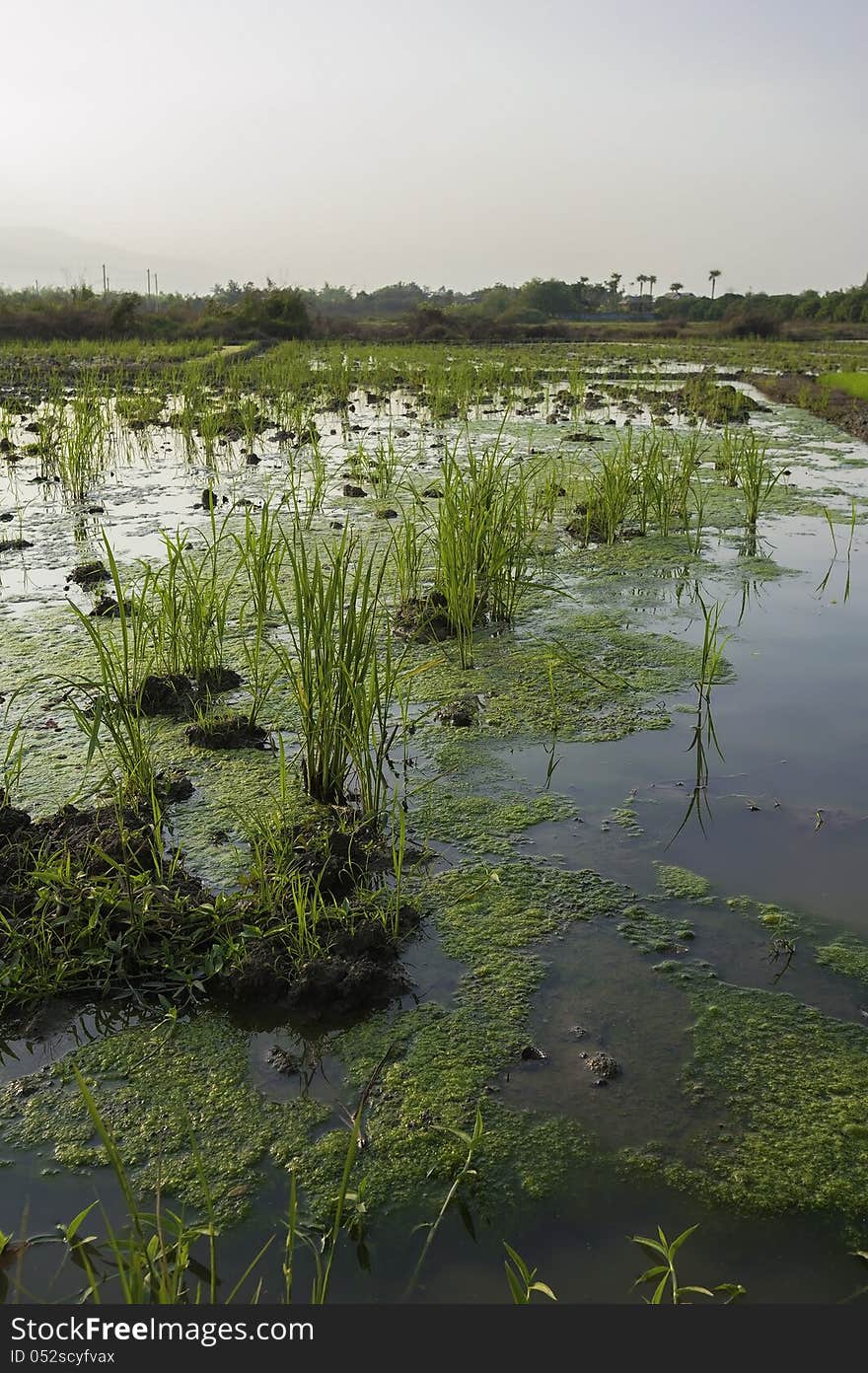 In the rice field