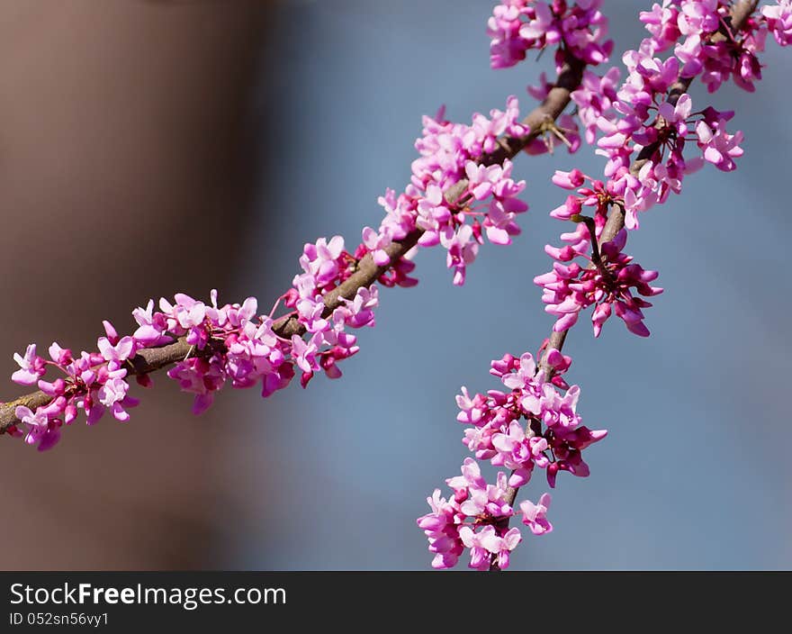 Close-up of blossoms on Eastern Redbud Tree (Cercis canadensis)