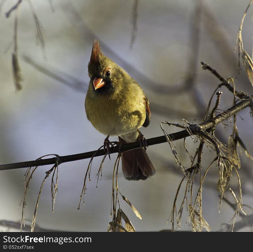 Northern Cardinal Female