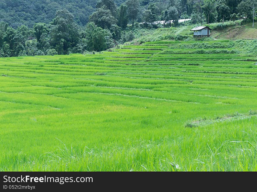 Green rice field in Thailand with a small farmer house