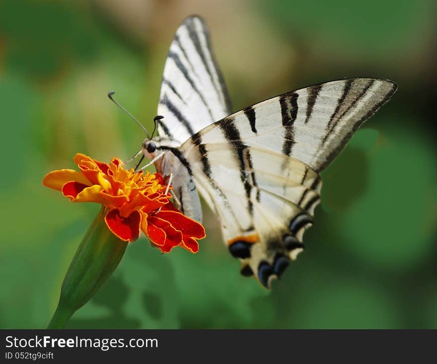 Butterfly podalirius on red flower