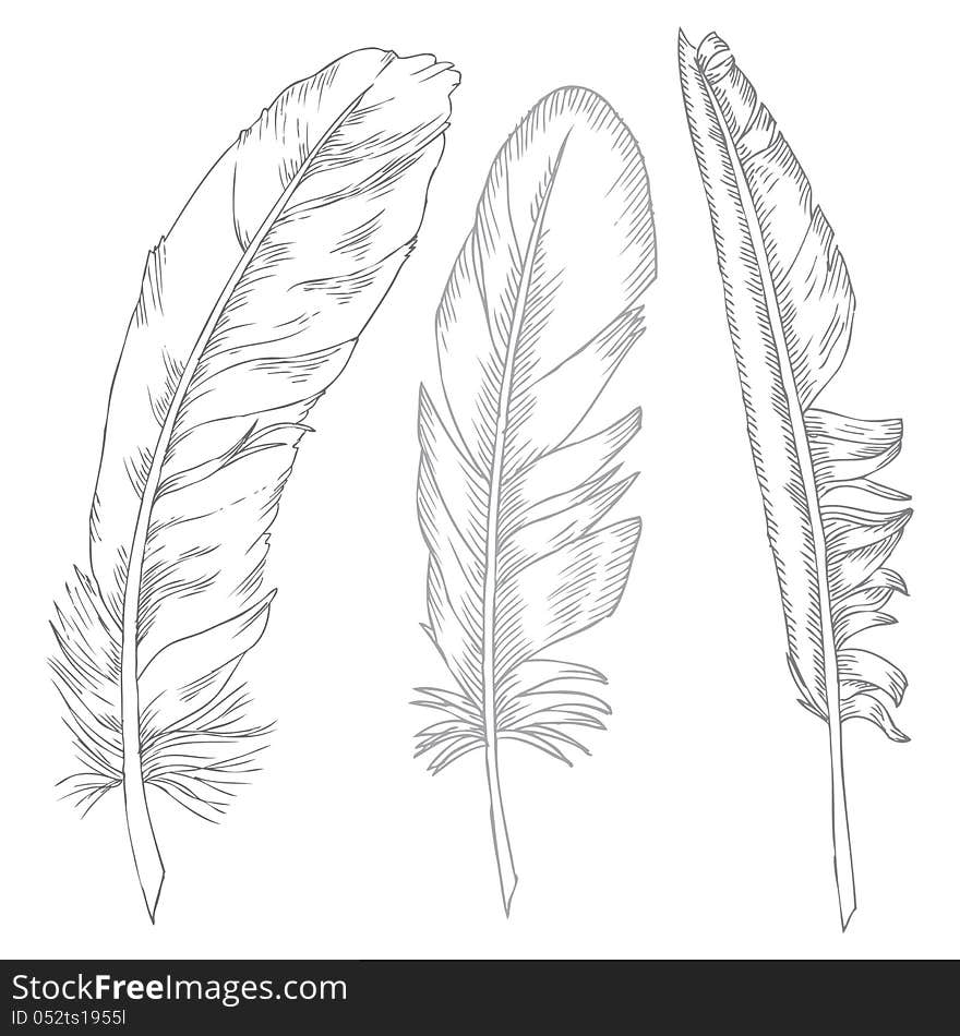 Feathers illustration