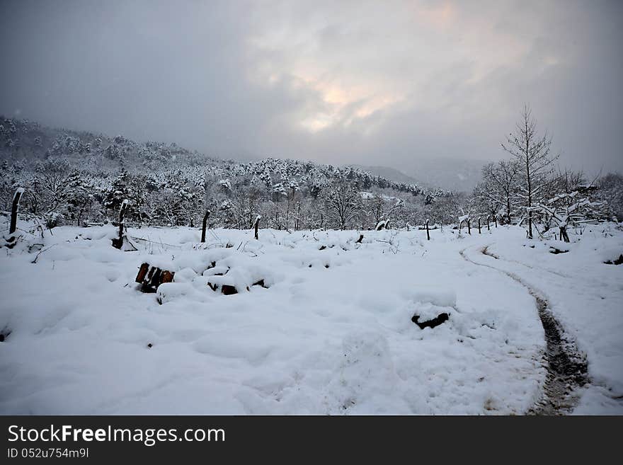 Views Of Snow-large Forest