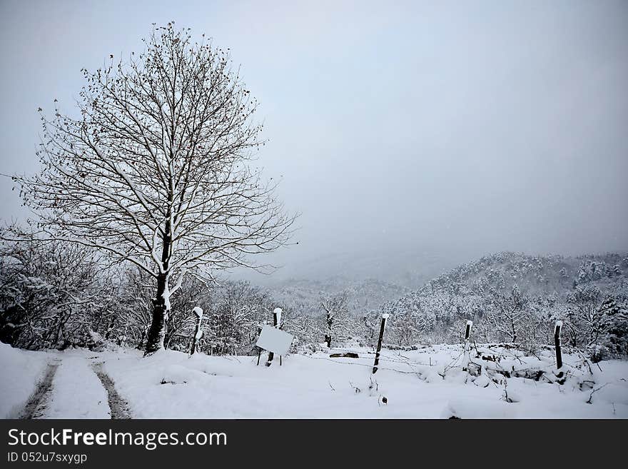 Views of snow-covered tree