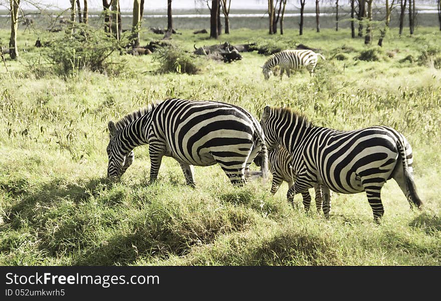 Photo of a young Zebra with mother and father done in nakuru National Park in Kenya. Photo of a young Zebra with mother and father done in nakuru National Park in Kenya