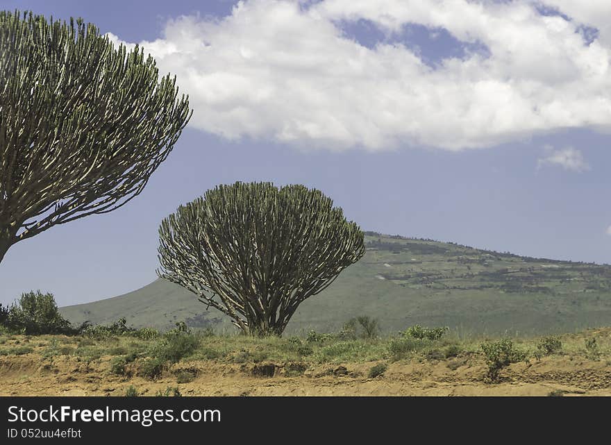 Growing in Africa euphorbia is the size of the tree,photo from Kenya. Growing in Africa euphorbia is the size of the tree,photo from Kenya