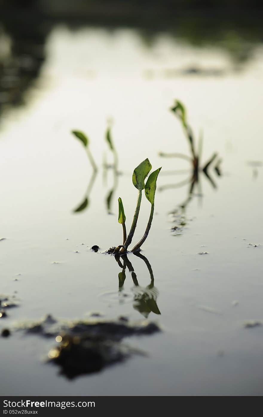 Weed in the rice field