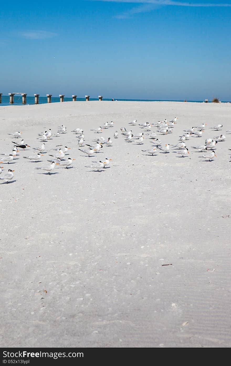 Terns on beach