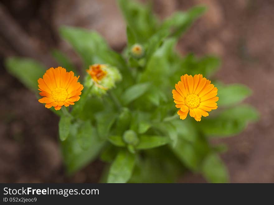 Pot marigold flower