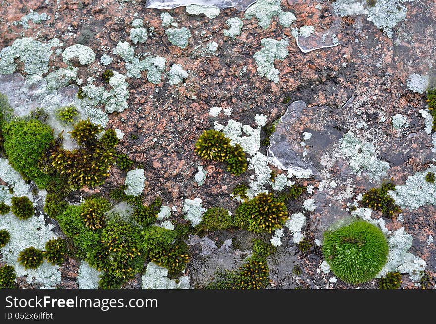 Rocks and lichen.