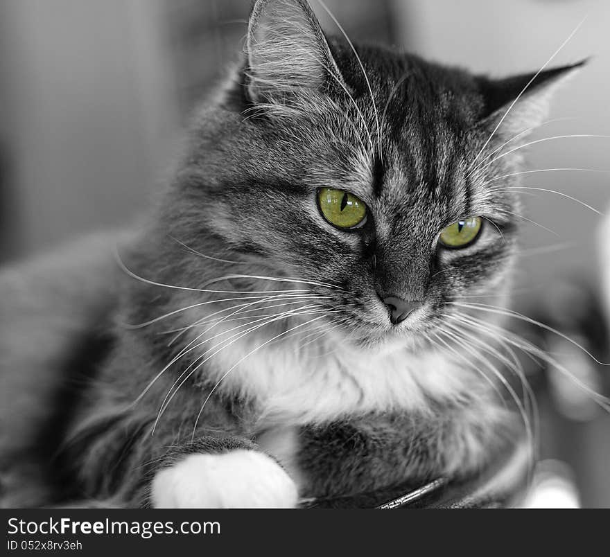 Cat in B/W with green eyes. Cat in B/W with green eyes