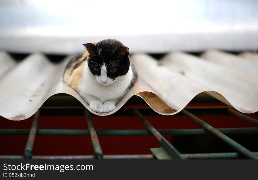 Cat on a roof