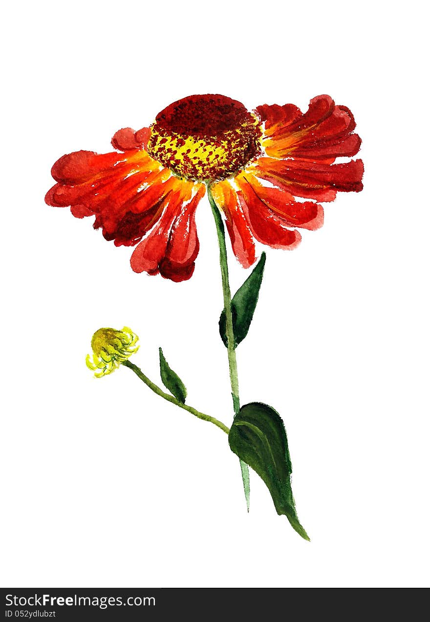 Watercolor image of red cone flower with stem