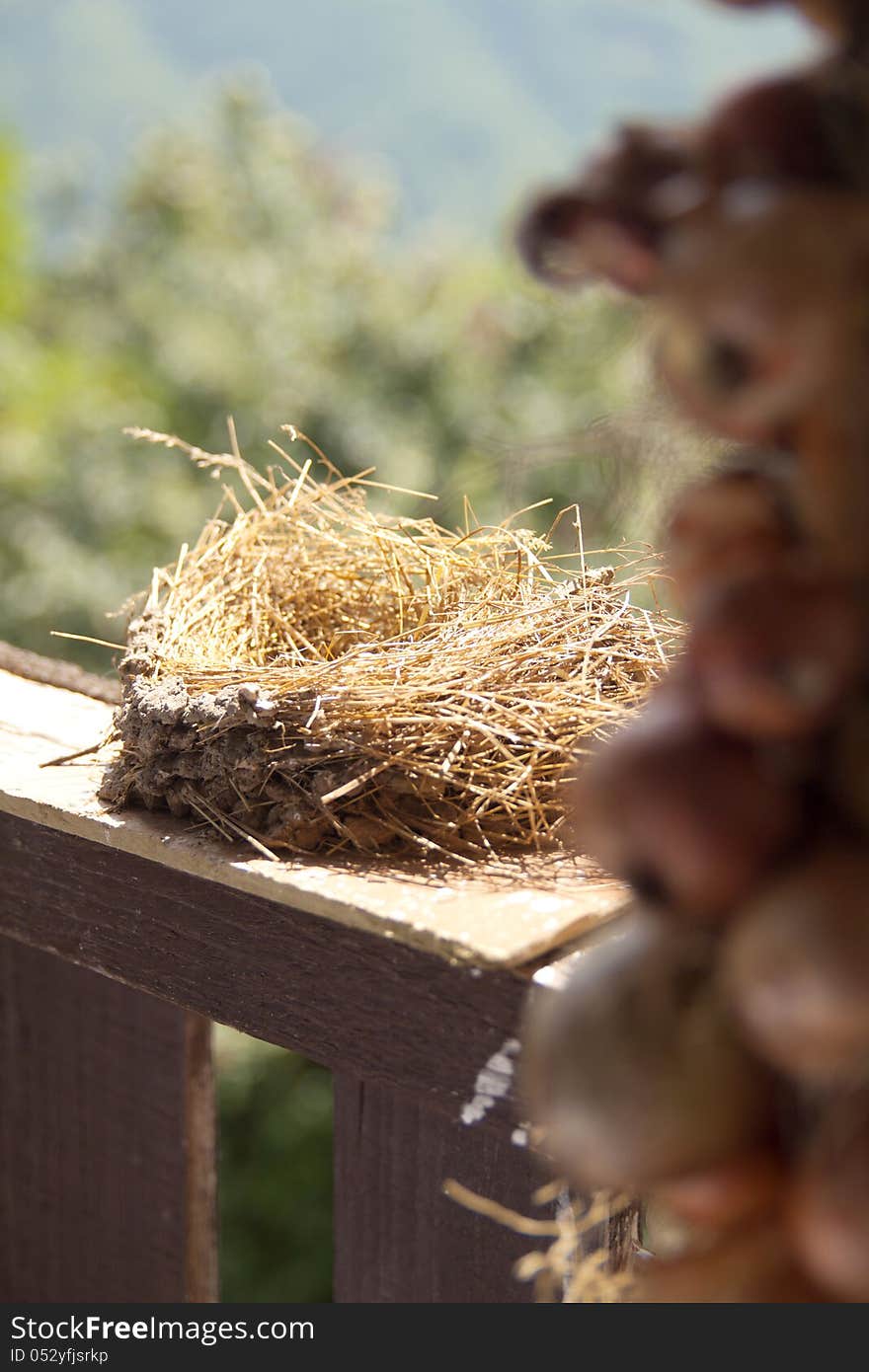 Swallow nest close up. Bird nest