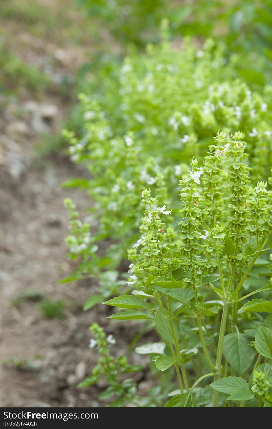 Basil plants