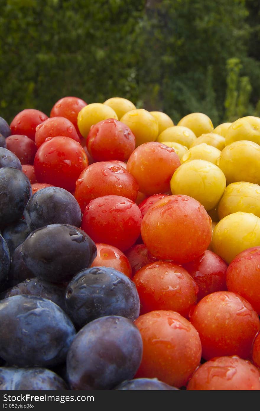 Red, yellow and blue plums